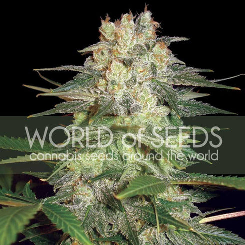 World of Seeds - Afghan Kush Ryder Auto